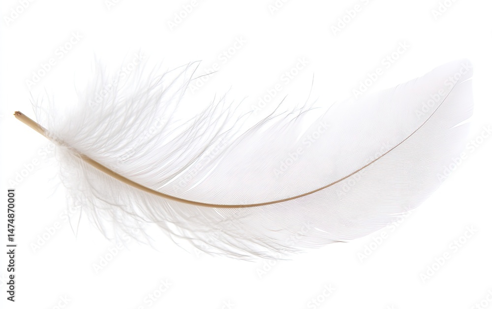 Obraz premium Delicate white feather against white background. Detailed view of vane and shaft