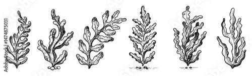 seaweed set hand drawn vector illustration in outline style