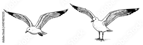 seagulls flying hand drawn vector sketch in outline style