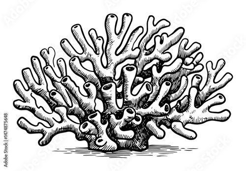coral reef structure hand drawn vector illustration