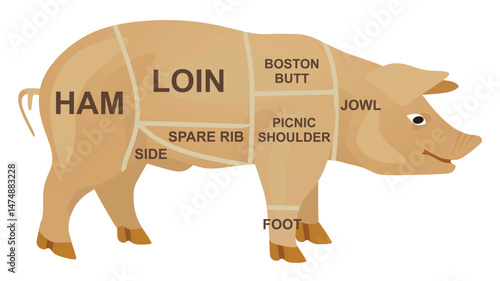 Pork meat diagram. vector illustration