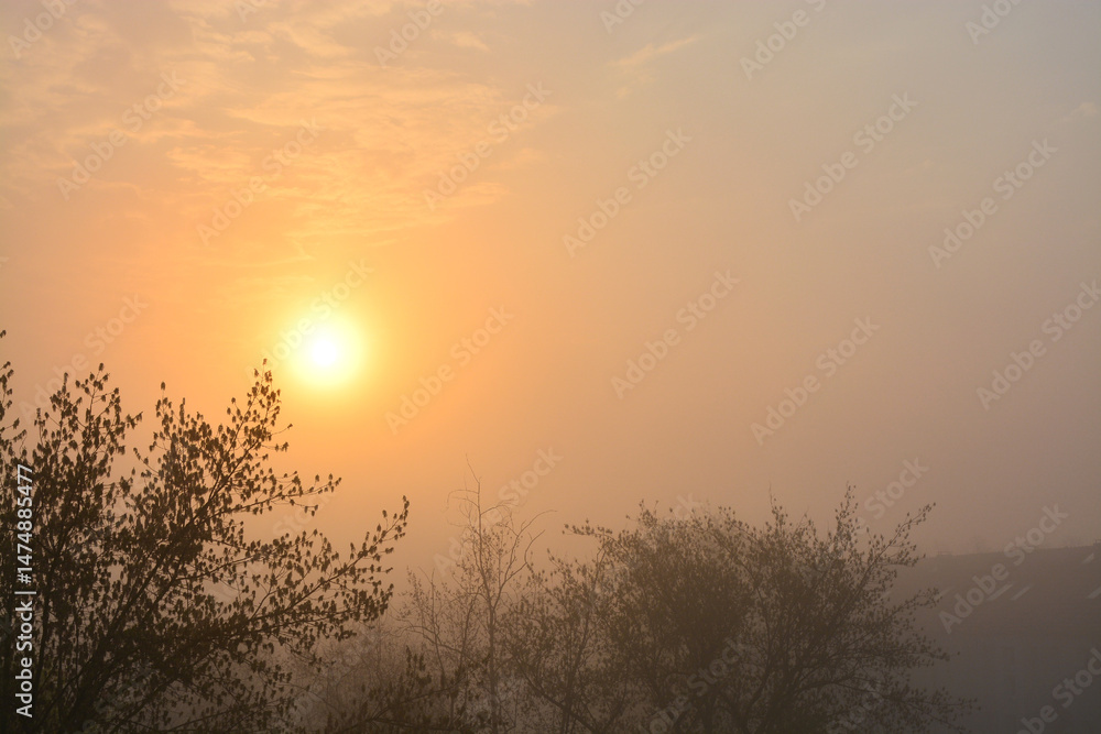 Obraz premium Sonne, Sonnenaufgang, Nebel, Baum, Natur, Himmel, Frühling