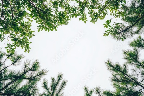 Lush foliage framing a bright white sky.  Green leaves, branches, and pine needles create a natural border