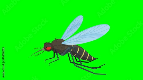 Animation loop of a flying aggressive cartoon tiger mosquito on green screen with alpha channel