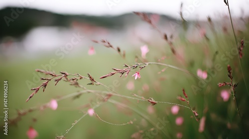 Serene Meadow  Minimalist Pink Flowers  Soft Bokeh Background  Spring Landscape Photograph