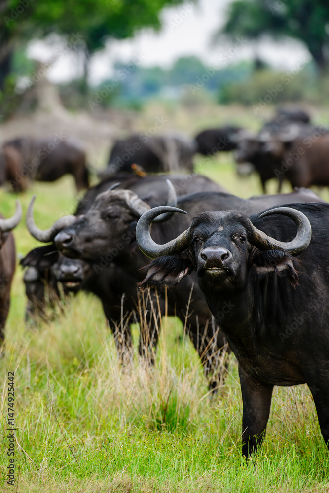 Naklejka premium African buffalo or Cape buffalo (Syncerus caffer) herd. In savannah veld. Okavango Delta. Botswana