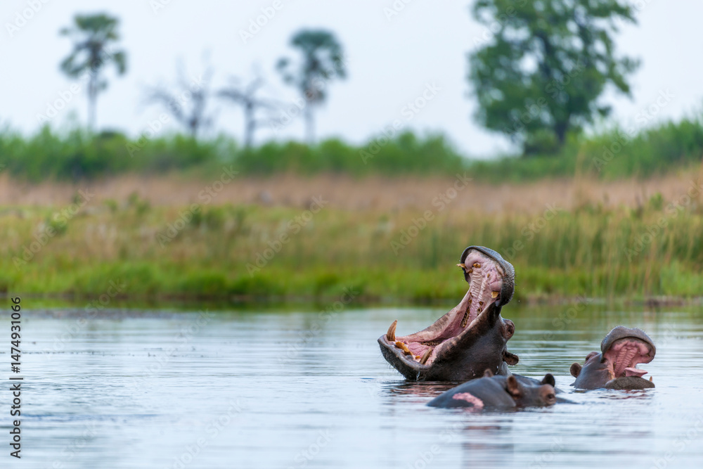 Fototapeta premium Common hippopotamus or Hippo (Hippopotamus amphibius) showing threat display. Okavango Delta. Botswana