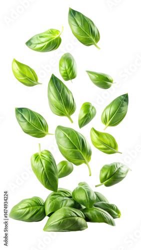 Flying Fresh Basil Leaves with Transparent Background