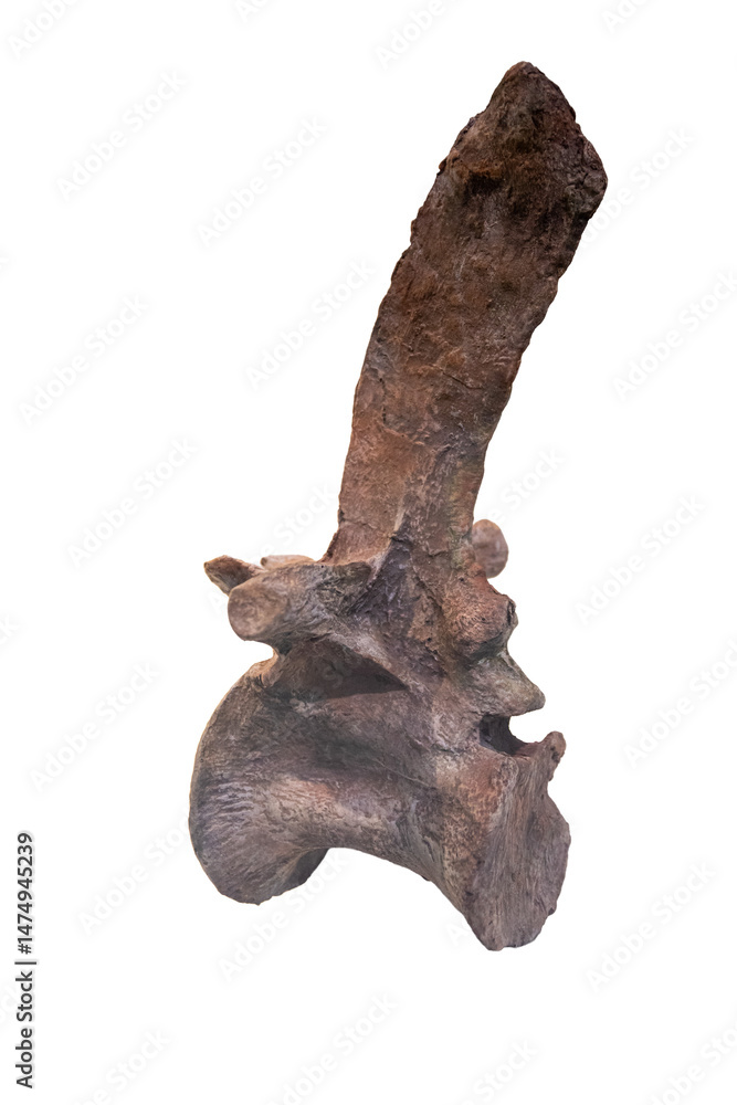 Fototapeta premium Dinosaur bone isolated on a white background.