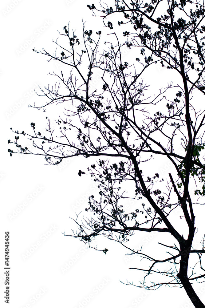 Fototapeta premium Silhouette of tree on white background,silhouette tree