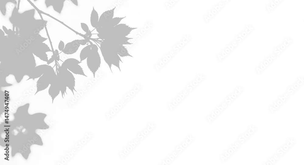 Natural leaf shadow effects isolated on transparent background. Blurred tree branch shadow. Plant leaves shade. Spring decoration, Mockup, template for product display, Summer design elements, PNG Natural leaf shadow effects isolated on transparent background. Blurred tree branch shadow. Plant leaves shade. Spring decoration, Mockup, template for product display, Summer design elements, PNG