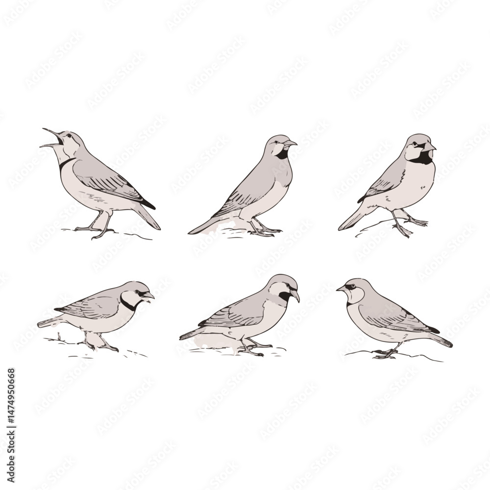 Fototapeta premium set of birds