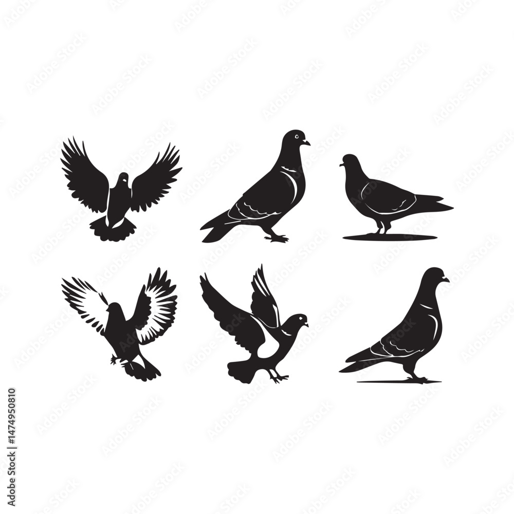 Fototapeta premium pigeons on a white background