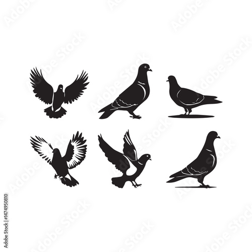 pigeons on a white background