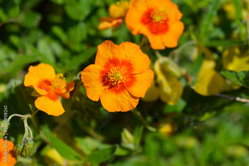 Rock rose red and orange flowers - Latin name - Helianthemum Ben Heckla