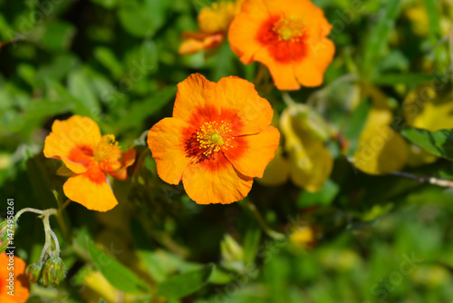 Obraz na płótnie Rock rose red and orange flowers - Latin name - Helianthemum Ben Heckla w salonie