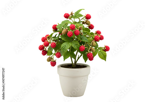 Raspberry Plant in Pot: Buy Now!