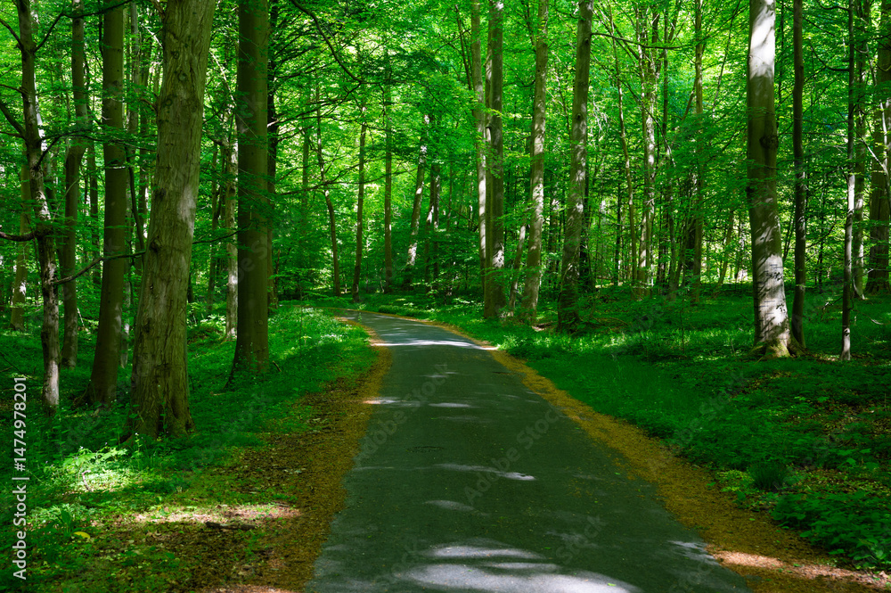 Fototapeta premium Green asphalt path through the woods of Forest De Soignes or Zoniënwoud in Sint Genesius Rode, Flemish Brabant, Belgium
