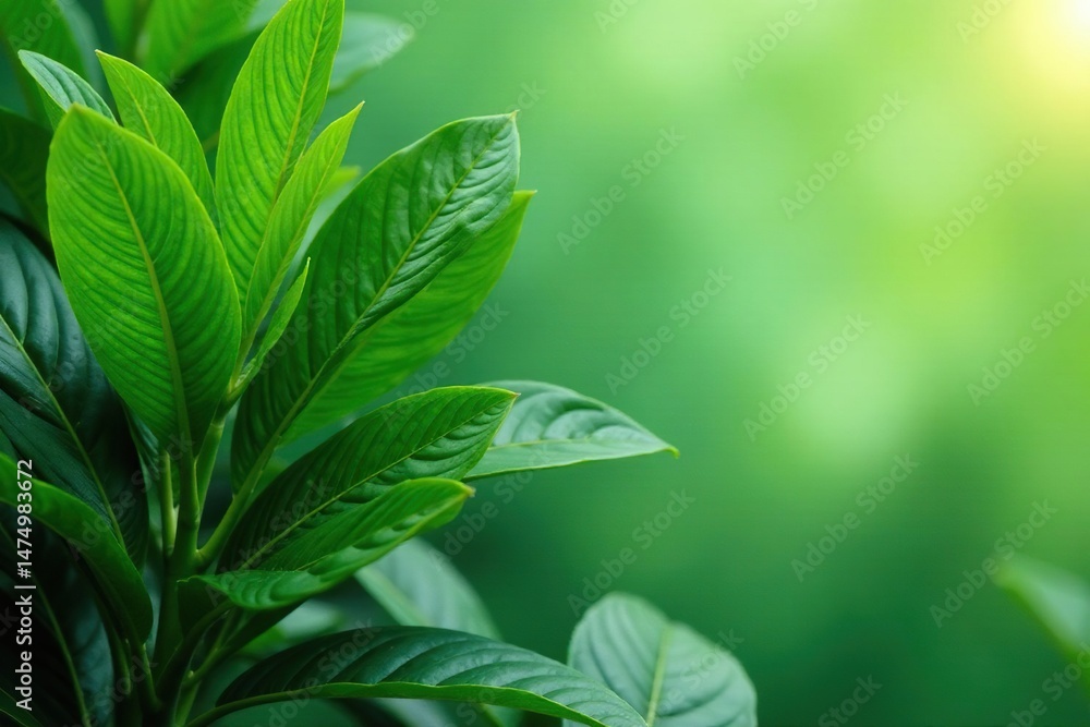 Fototapeta premium Lush green tropical plant with large leaves, vibrant and healthy , leaves, biodiversity, green