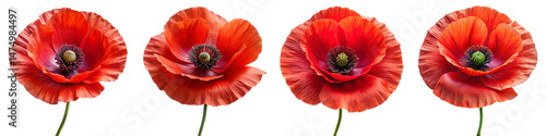 Row of Red Poppy Flowers PNG – Transparent Background Botanical Illustration for Digital Collage, Graphic Design, and Memorial Day Projects