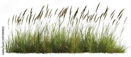 Wallpaper Mural Lush Grassy Field (1) Torontodigital.ca