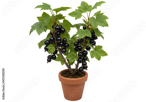 Black Currant Plant in Pot: Miniature Fruit Tree