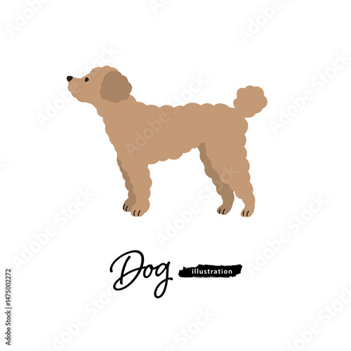 犬のイラスト_トイプードル