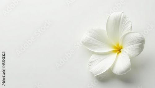 Close-up shot of pristine white petals on a pure white background, delicate, flawless, purity
