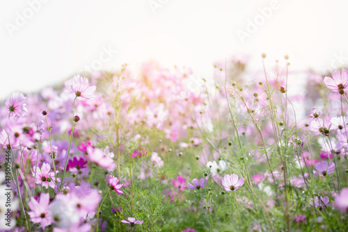 Cosmos flower blossom in garden.