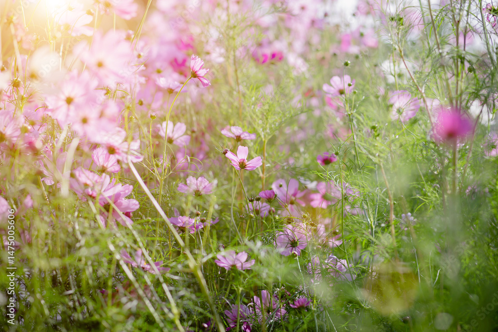 Cosmos flower blossom in garden. Cosmos flower blossom in garden.