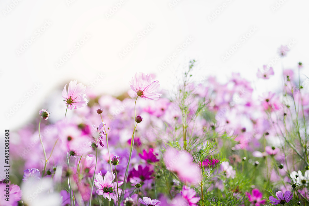 Naklejka premium Cosmos flower blossom in garden.
