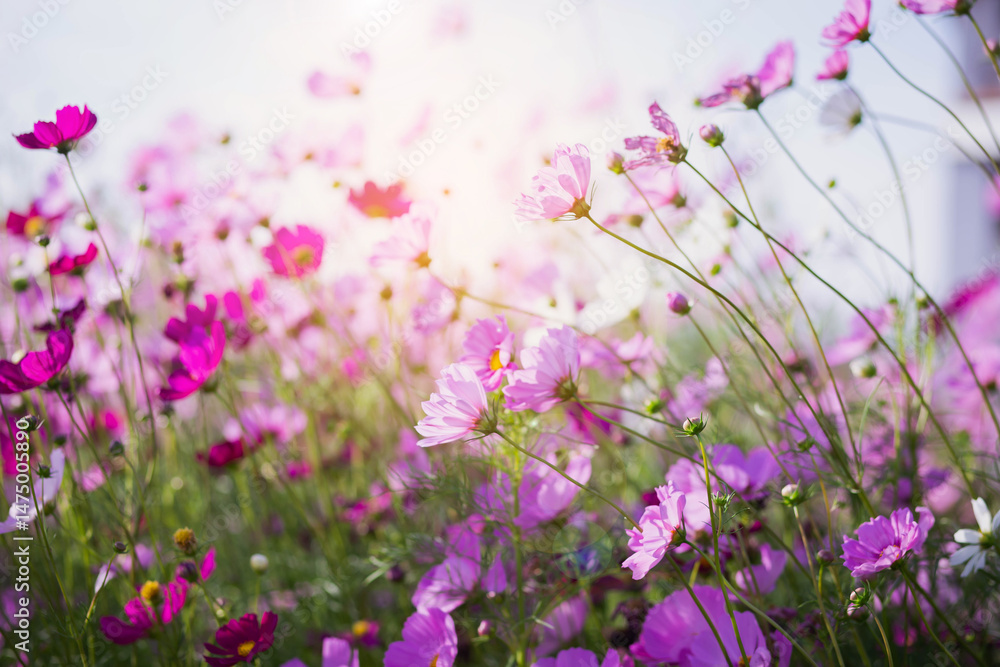 Fototapeta premium Cosmos flower blossom in garden.