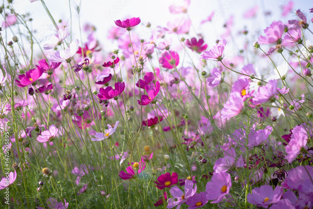 Cosmos flower blossom in garden. Cosmos flower blossom in garden.