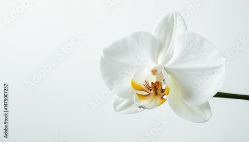 Delicate white orchid blossom on pure white background, bloom, botanical, petal