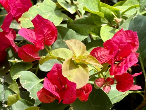 Tableau sur toile Close-up of vibrant red bougainvillaea flowers surrounded by lush green leaves, with sunlight highlighting their delicate petals and fresh growth
