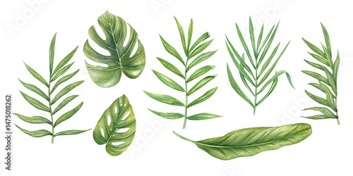 Watercolor set of tropical leaves isolated background. Monstera, philodendron, palm, and banana foliage clip art illustration for botanical branding, jungle-themed decor, spa menus