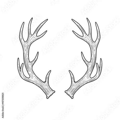 Detailed antlers