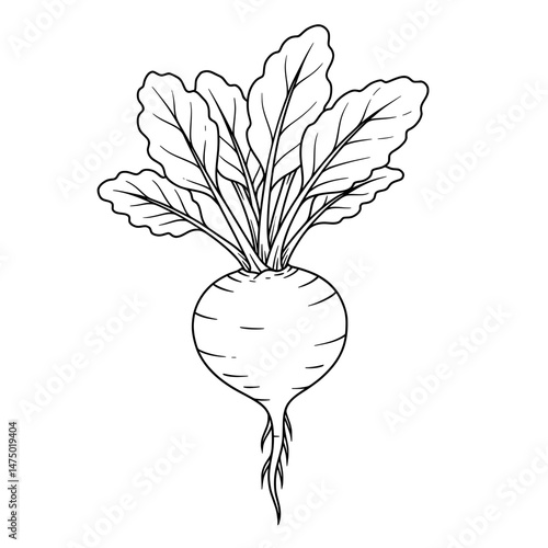Simple black and white illustration of a root vegetable with lush, detailed leaves