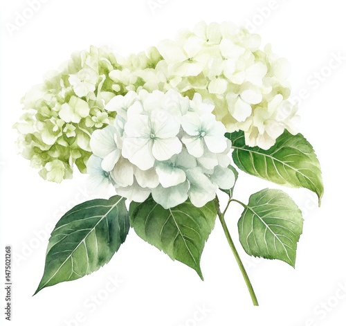 Delicate bouquet of pale white and green hydrangeas.  Soft watercolor style depicts clusters of blossoms with lush foliage