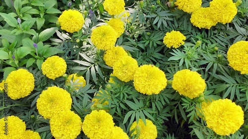 Tagetes erecta or marigold flower blooming in garden