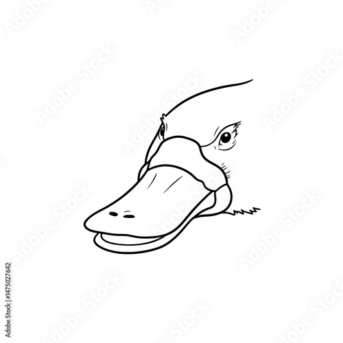 Black and white close up sketch of the face of a duck facing forward with its eyes visible