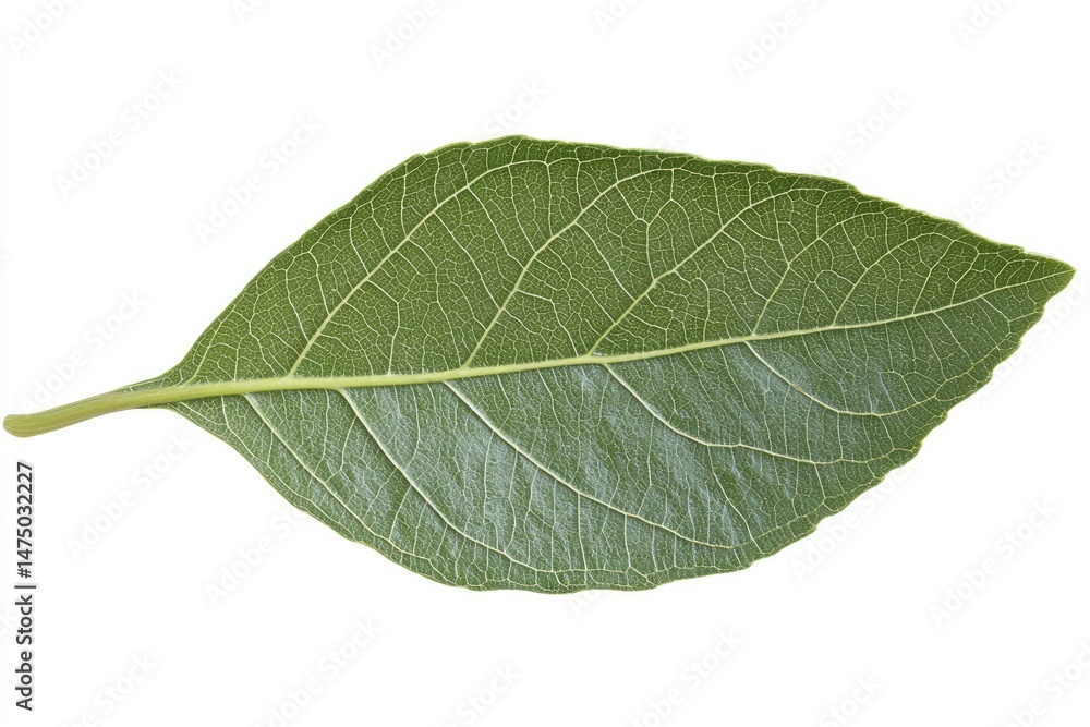 Close-up of a single, vibrant green leaf with visible leaf veins. Detailed leaf structure Close-up of a single, vibrant green leaf with visible leaf veins. Detailed leaf structure