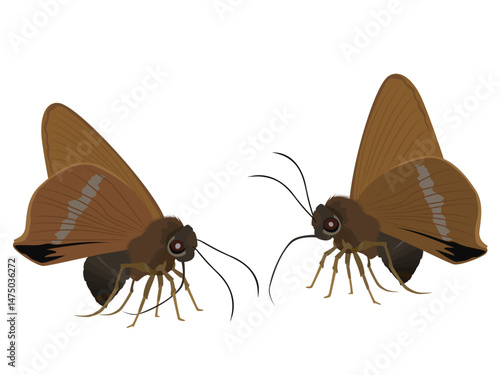 White banded green lipped butterfly found in forests