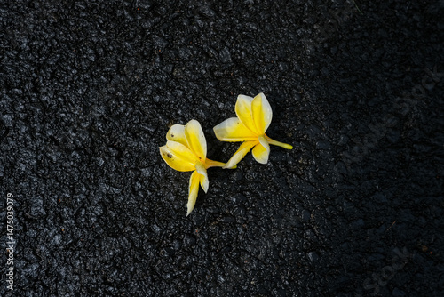 Two Small Yellow Wildflowers on Dark Volcanic Soil