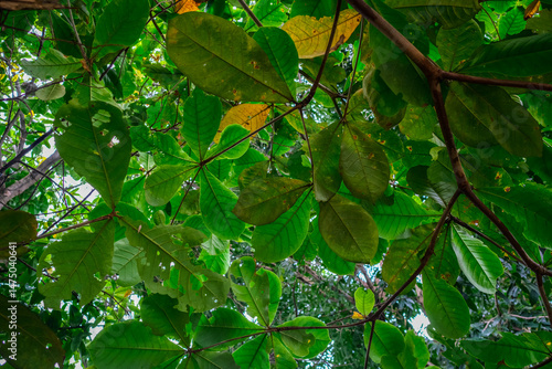 Dense Green Forest Canopy with Sunlight Filtering Through Leaves