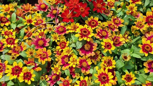 Common Zinnia or Zinnia elegans is one of the most famous flowering annuals of the genus Zinia
