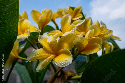 Vibrant Yellow Frangipani Blossoms Against Dark Background
