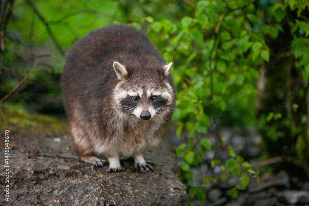 Fototapeta premium North American Raccoon (Procyon lotor) portrait close up.
