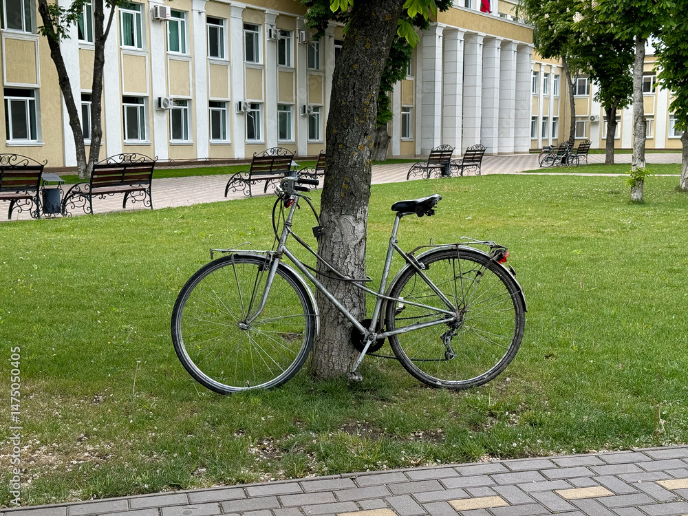 Fototapeta premium bicycle by a tree in the park 