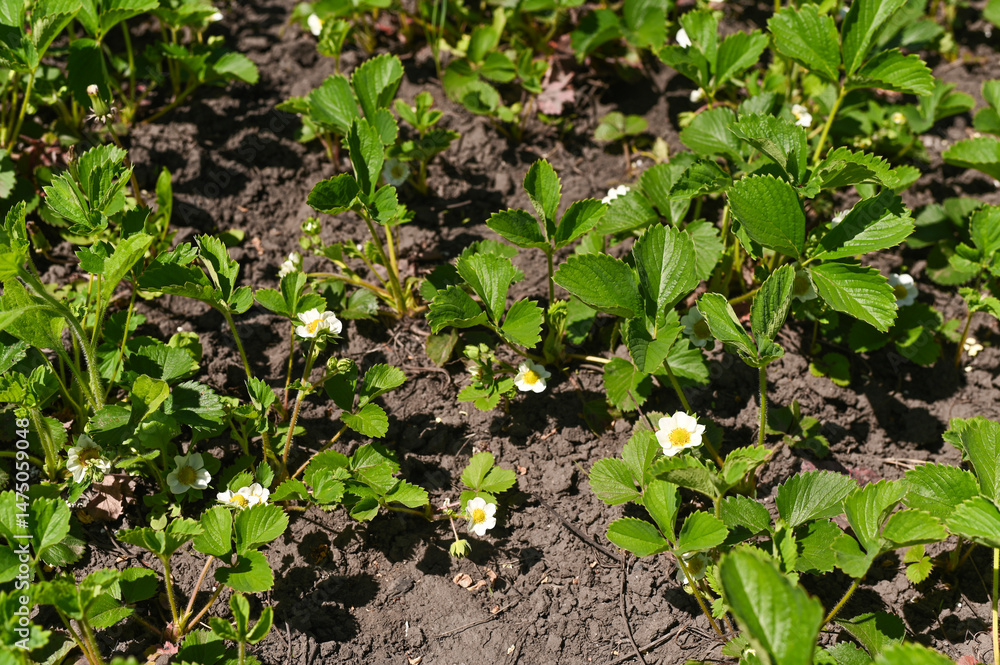 Young strawberry blossoms marking beginning of growth season, transition from flowers to fruits. Early spring strawberry flowers promising summer berries, fresh growth in organic garden setting. Young strawberry blossoms marking beginning of growth season, transition from flowers to fruits. Early spring strawberry flowers promising summer berries, fresh growth in organic garden setting.